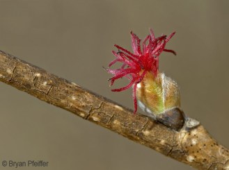 A beaked hazelnut flower. Photo by Bryan Pfeiffer