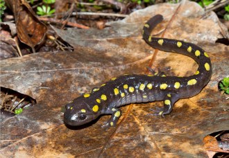 Spotted salamander. Photo by Bryan Pfeiffer