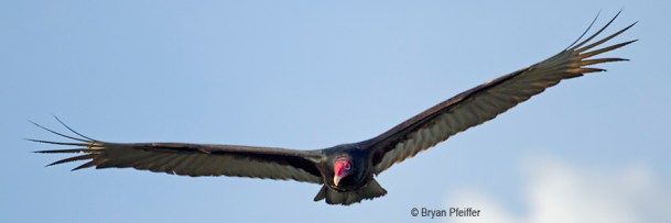 The turkey vulture. Photo by Bryan Pfeiffer