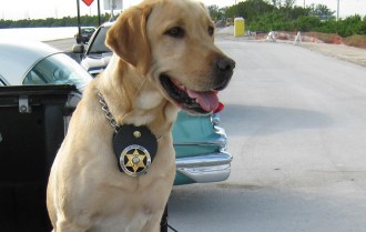 K-9 dog. Creative Commons photo