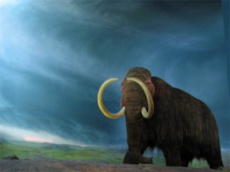 Woolly mammoth exhibit. http://royalbcmuseum.bc.ca/