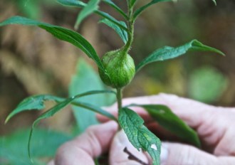 Joanna Waldman finds a gall growth on the stem of goldenrod. Photo by Dirk Van Susteren