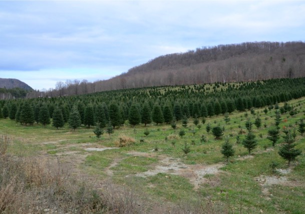 Around 16,000 Christmas trees are grown on 14 acres at Peter Purinton's maple and tree farm in Huntington. Raising Christmas trees is a lot of hard work and it takes seven or eight years before a tree is big enough for sale. Purinton will sell around 2,000 cut-your-own trees  before the Christmas holiday. Photo by Andrew Nemethy 