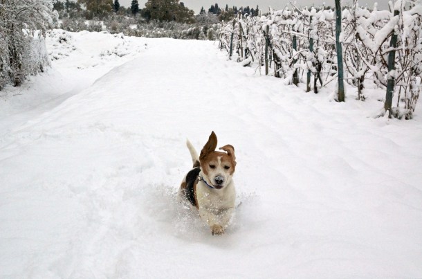 Photo by Marco Bellucci/via Creative Commons