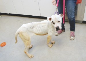 Rescued dog Willow