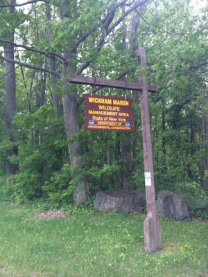 The Wickham Marsh Wildlife Management Area in New York. Photo by Erin Mansfield/VTDigger