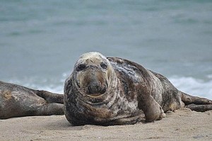 A male gray seal. Wikimedia commons photo
