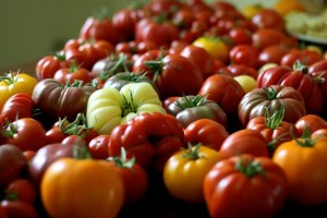 A bounty of tomatoes. Stock. Courtesy Flickr/chiotsrun