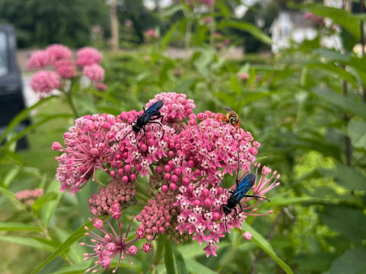 Three insects, including two blue-black wasps and one orange wasp, are perched on clusters of bright pink milkweed flowers in a green garden setting.