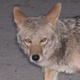 Many deer hunters believe that the decline in the Vermont deer population is directly linked to the presence of coyotes. Stock.xchng photo.