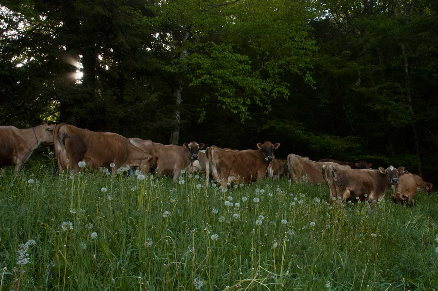 Jersey cows in Randolph. VTD/Josh Larkin