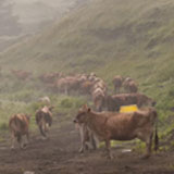 jersey Cows. VTD/Josh Larkin
