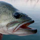 Bass. Photo by Patrick Lewis