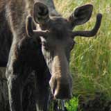A moose pauses for a drink of water. Photo by Jonathan Brennecke.