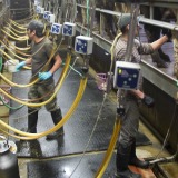 Mexican workers milk cows in the milking parlor of a Vermont dairy farm.