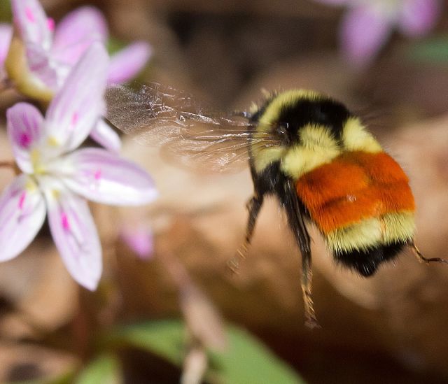 Tri-colored Bumblebee ©Bryan Pfeiffer