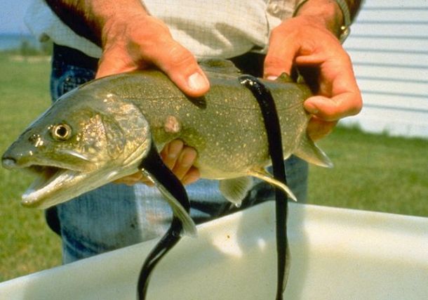 Sea lamprey attached to a lake trout. Photo from U.S. Geological Survey, via Wikipedia