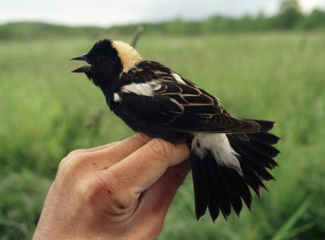 Tracking a tiny bird's long migration that begins and ends in Vermont