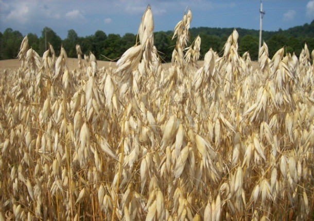 Oats