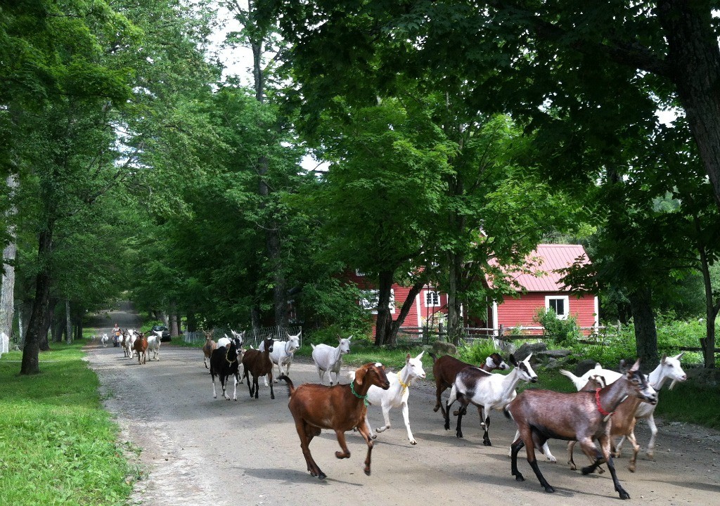 Goats Big Picture Farm