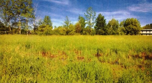 Hinesburg wetlands