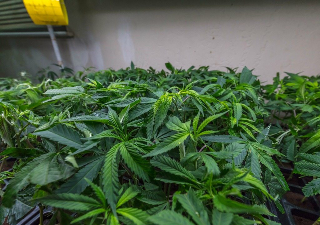 The Deeper Dig: Pot or not?