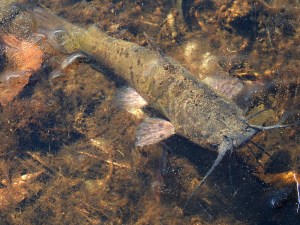 rescued-bullhead-2-dscn4865-300dpi-1024-px