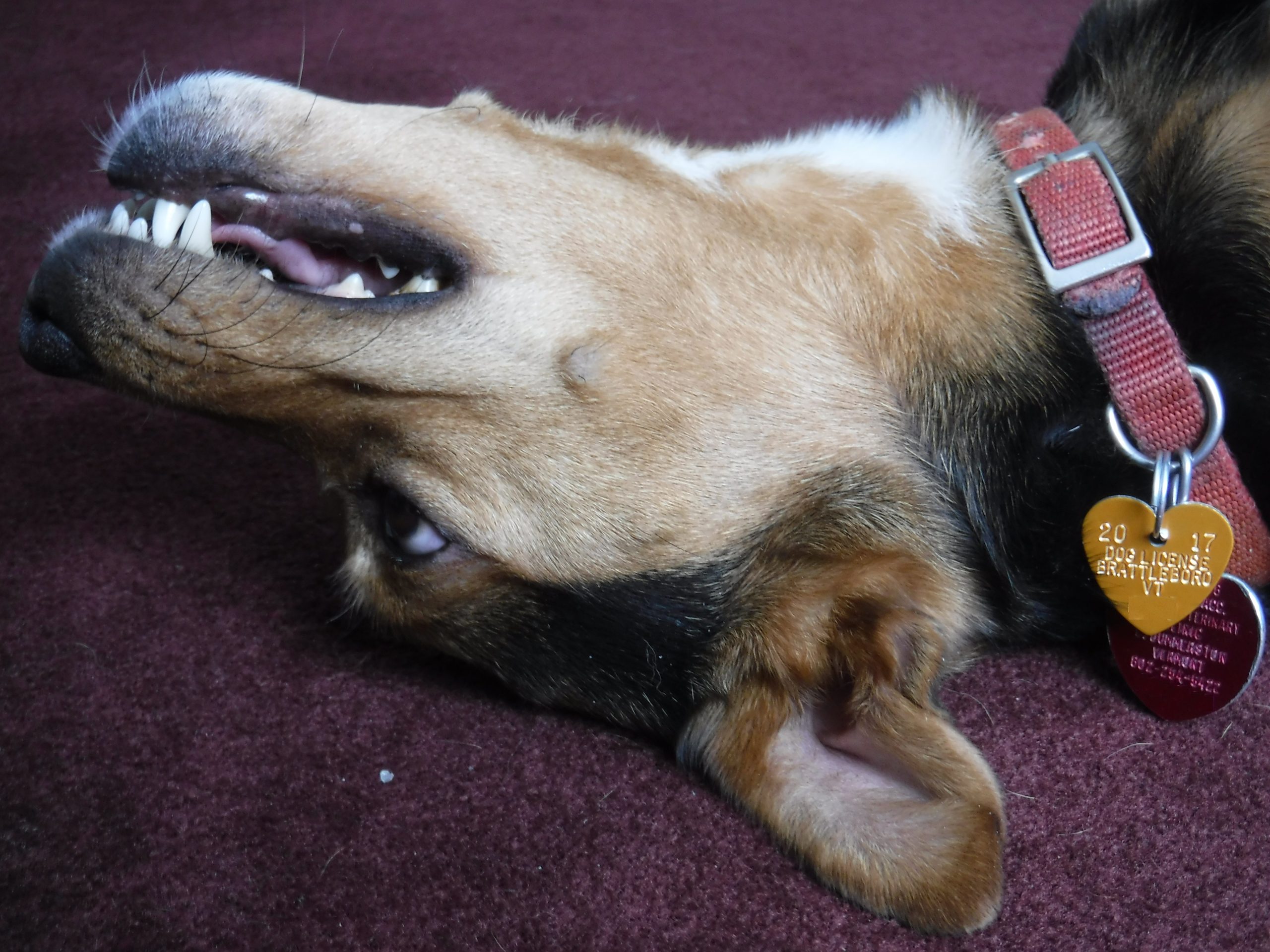 dog license