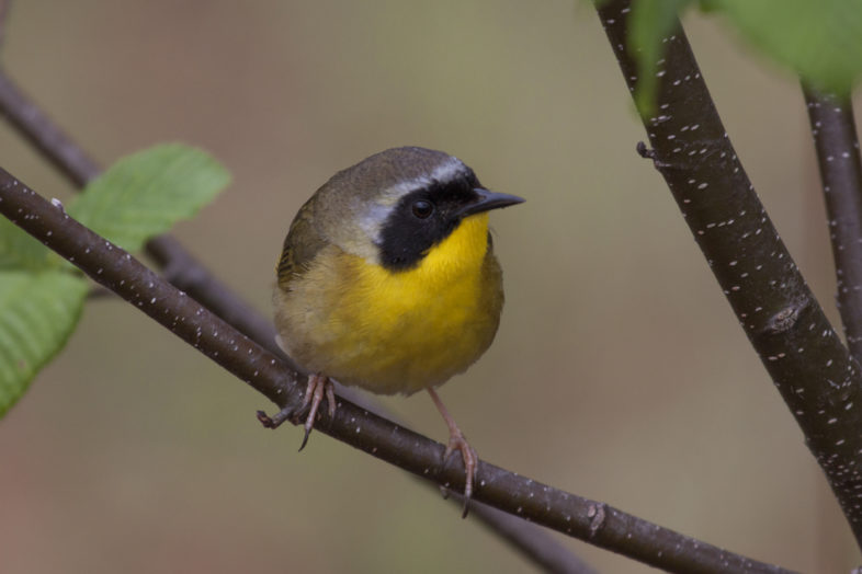 common yellowthroat