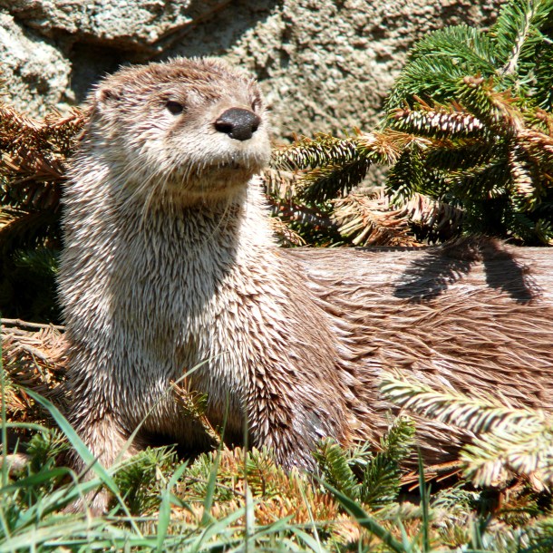 otter