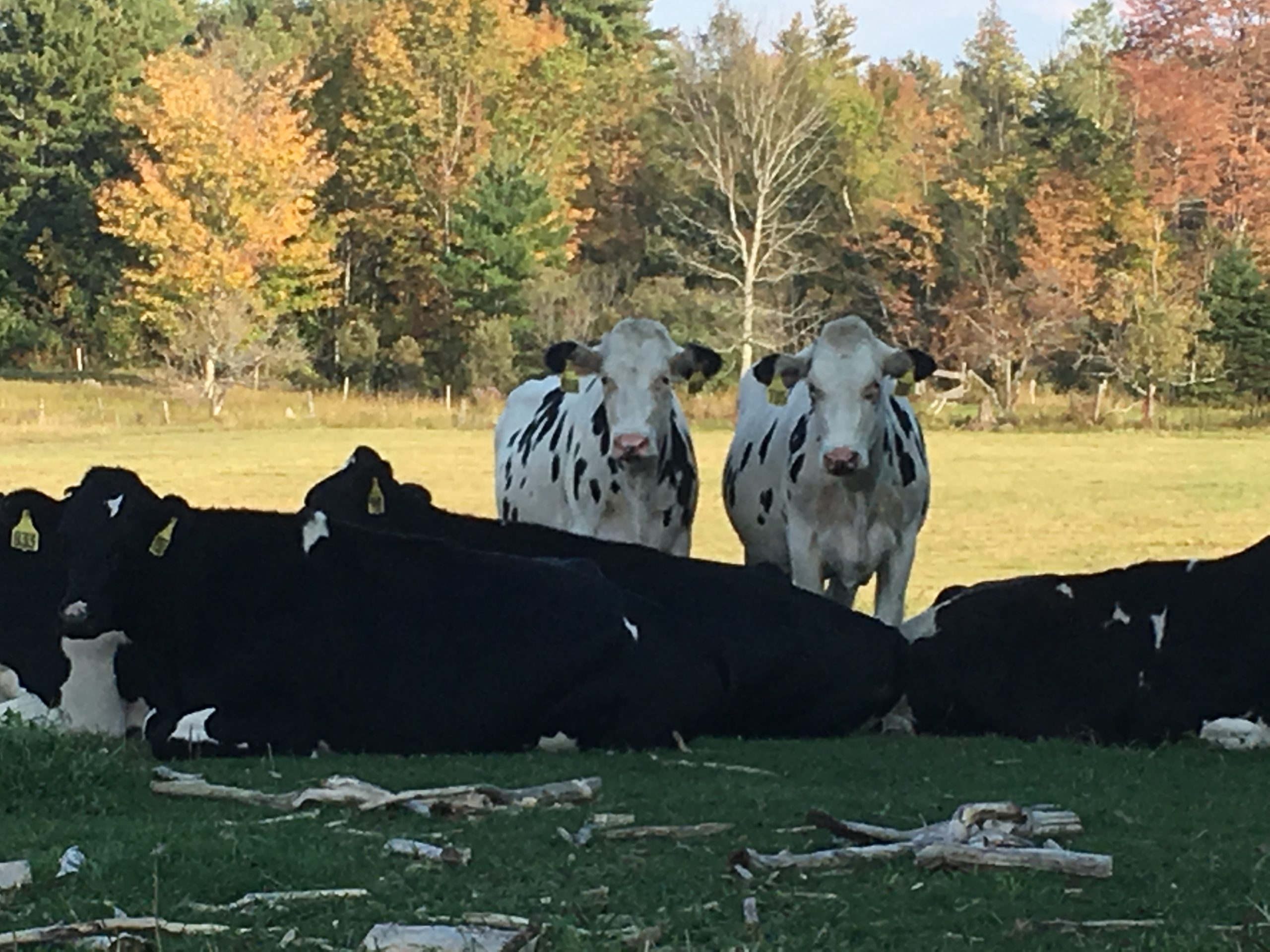 dairy cows
