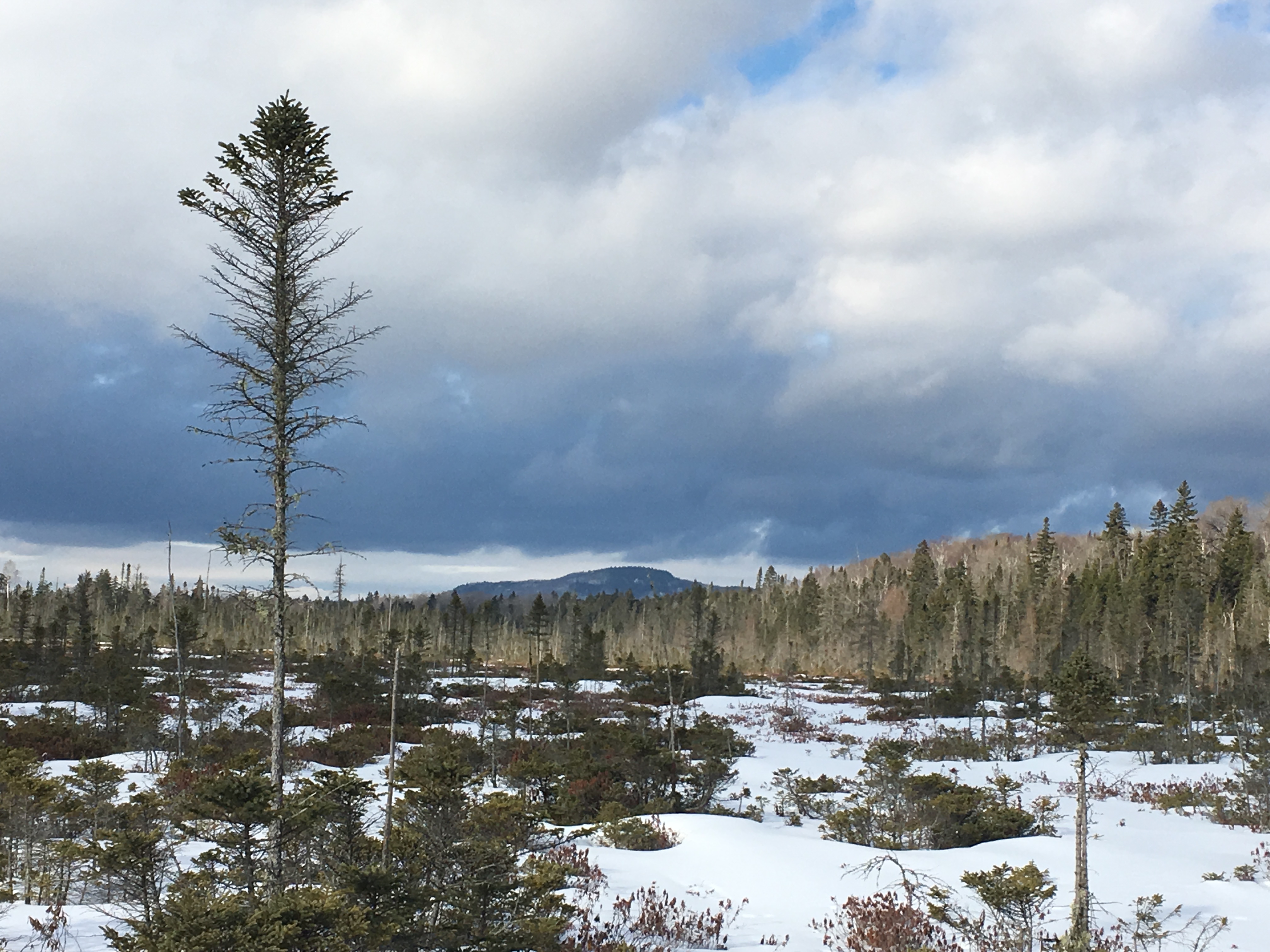 Act 250 in the crosshairs as environmental groups prioritize forest loss - Vimarsana News