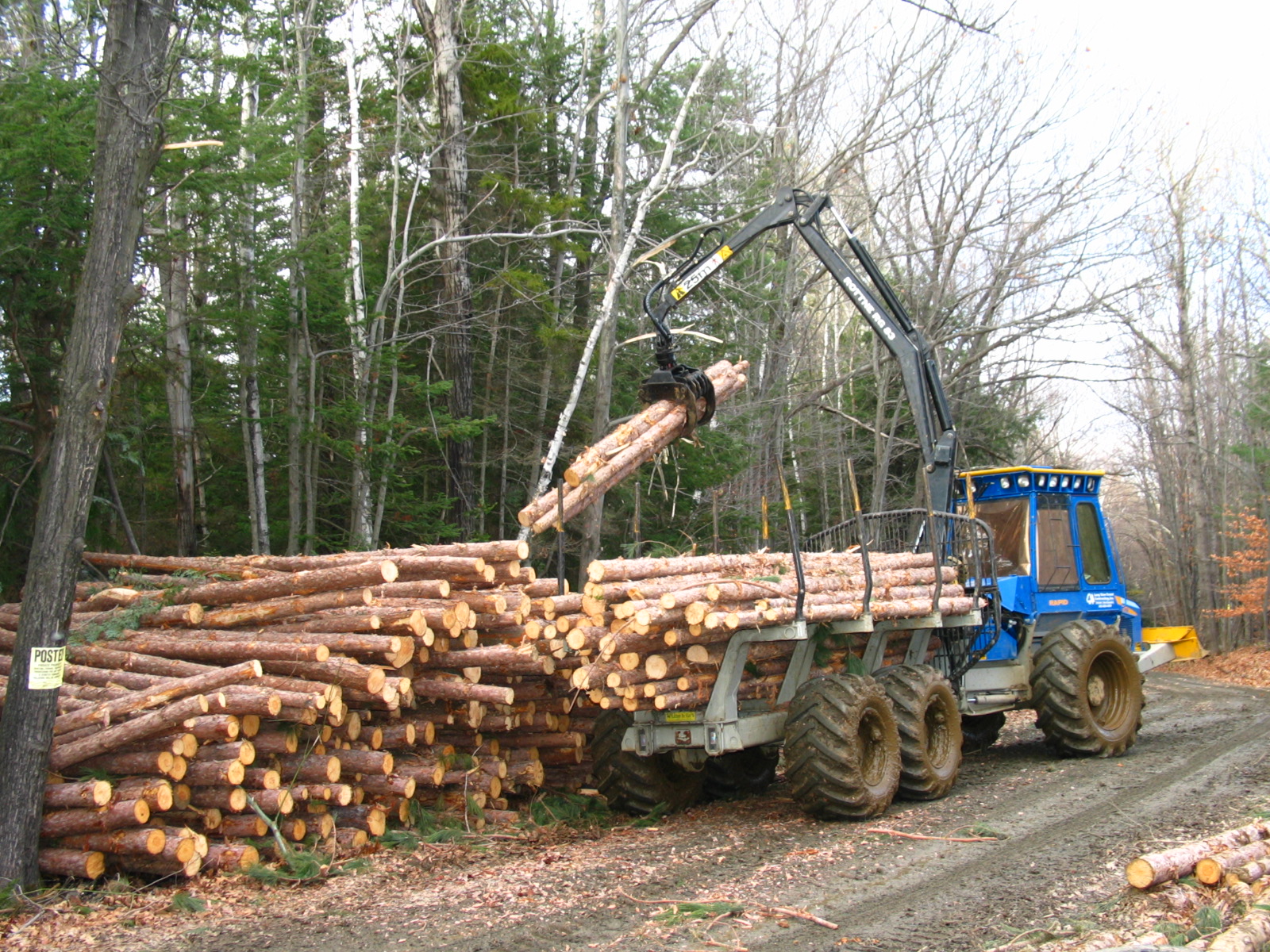 logging