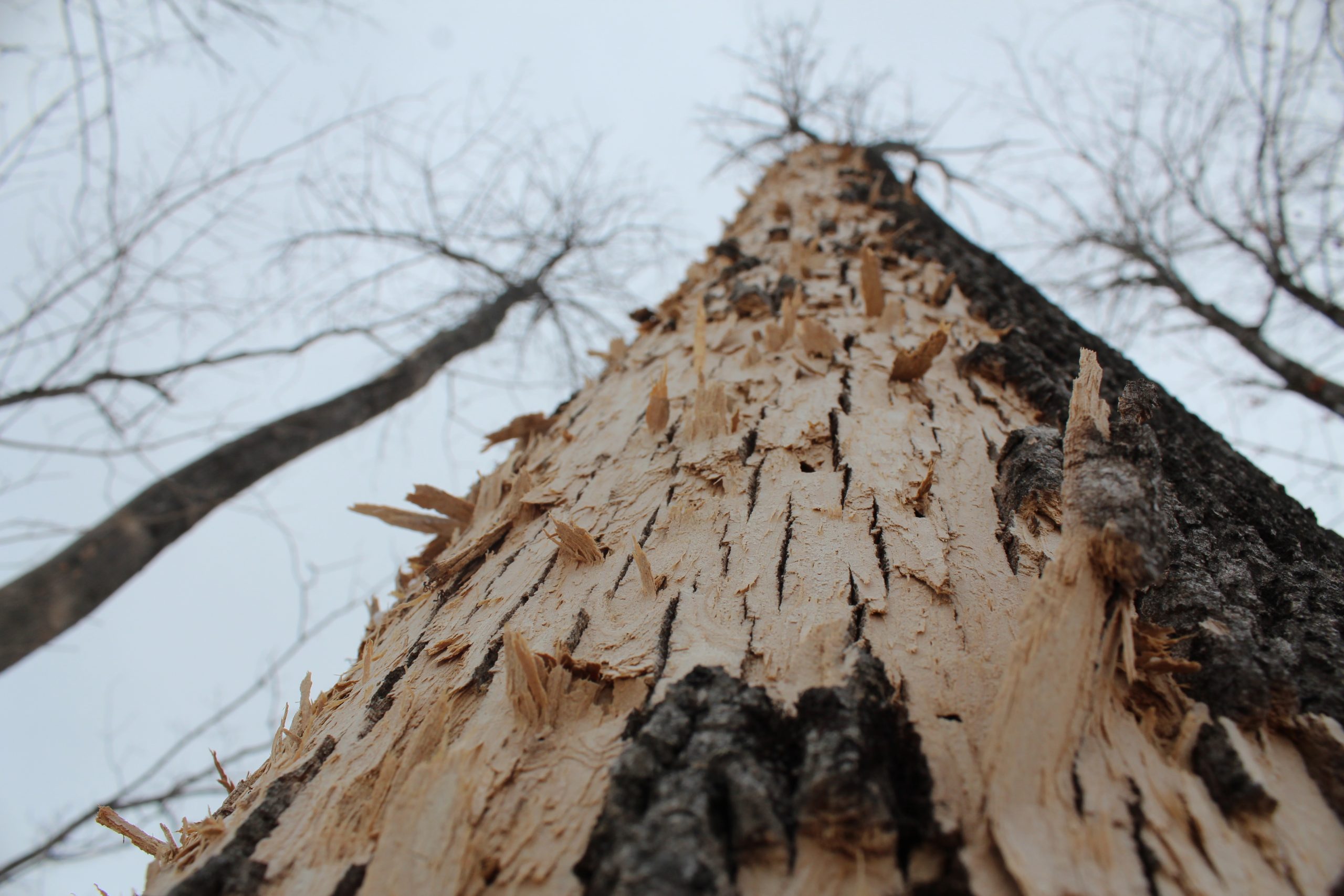 emerald ash borer in ash tree