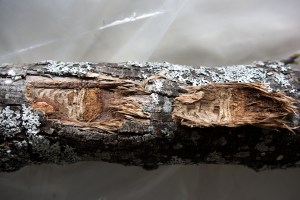 Emerald ash borer