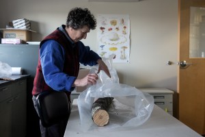 Emerald ash borer