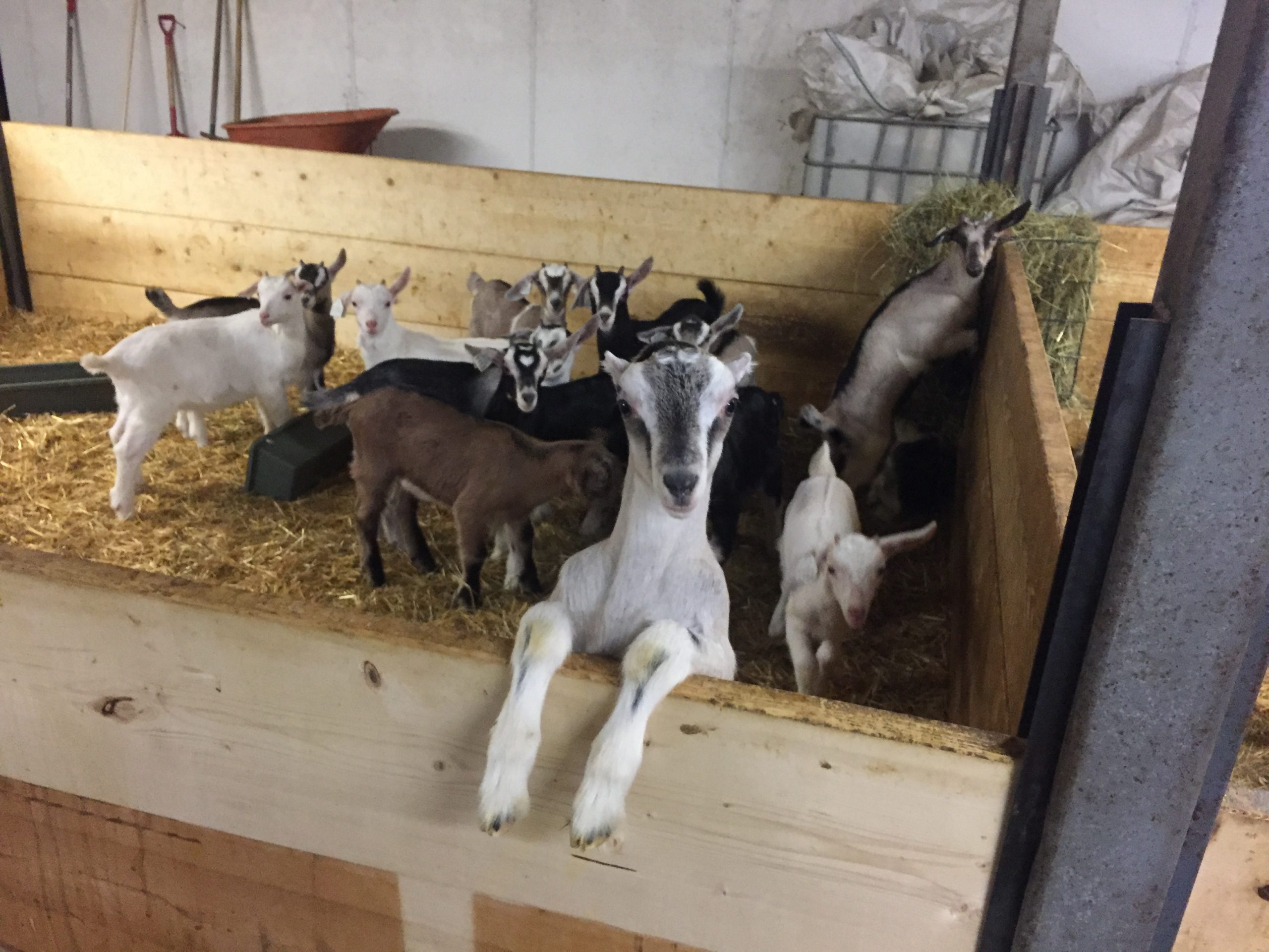 A goat at Ayers Brook Goat Dairy farm