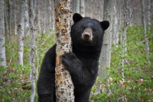 Vermont Black Bear