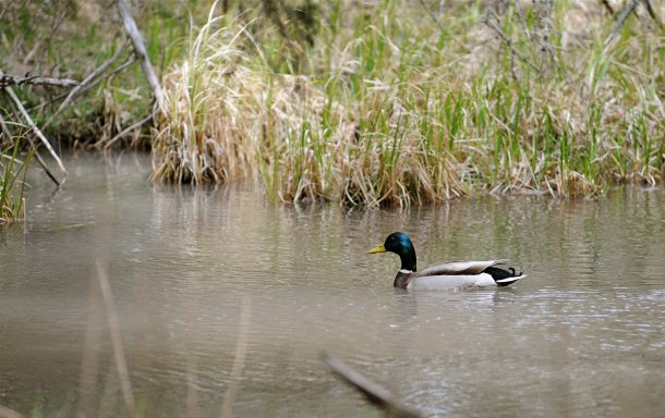 Mallard duck