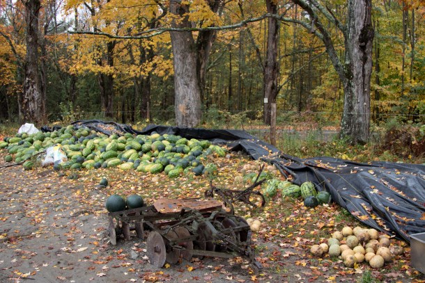 Amish watermelons