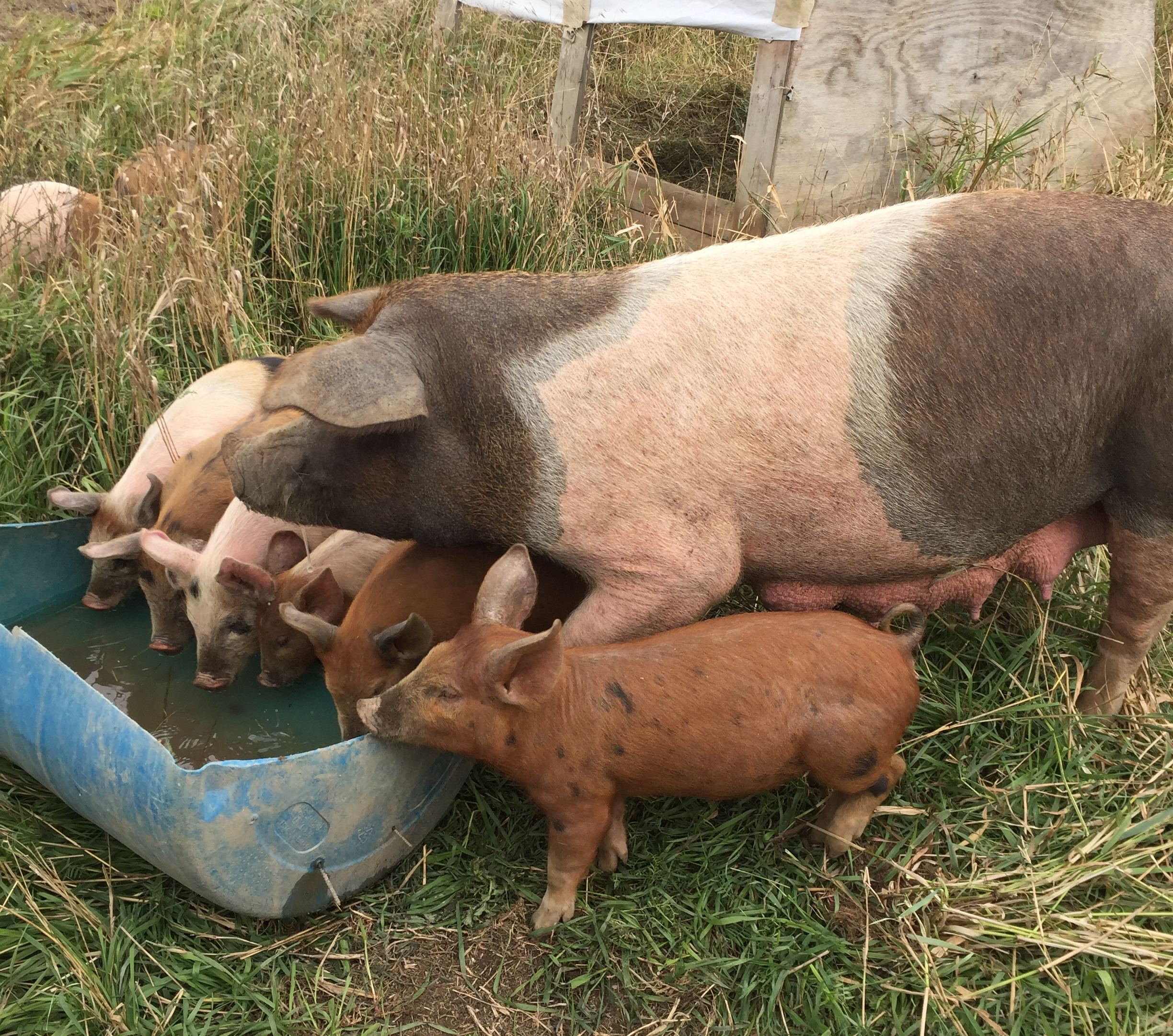 Pig and piglets
