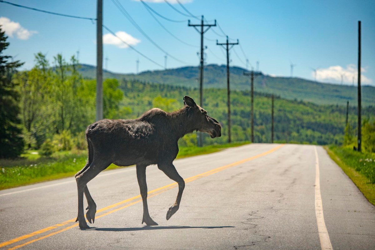 Vermont legislators hear the benefits — and costs — of road crossings for wildlife