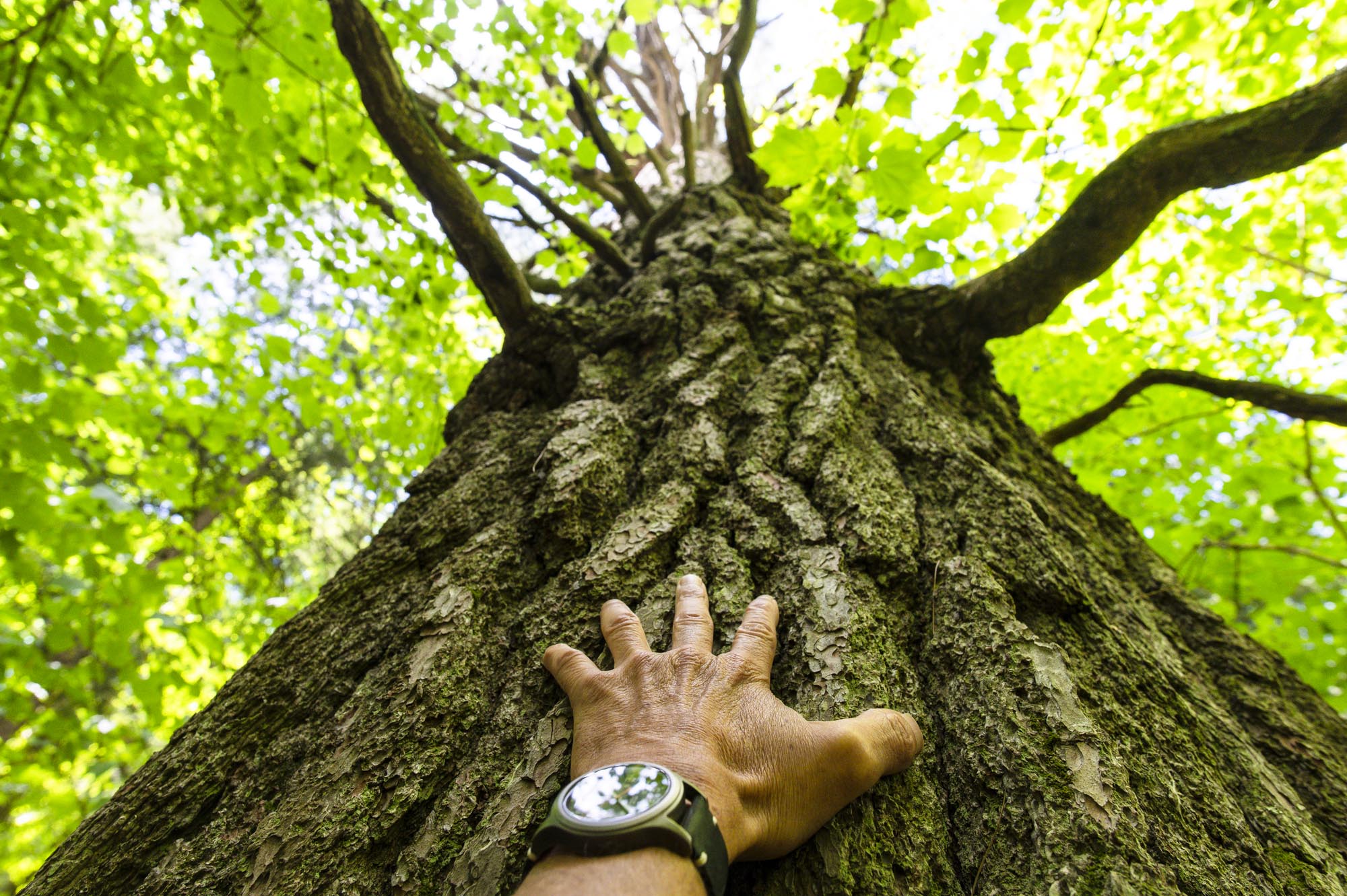 Cambridge Natural Area