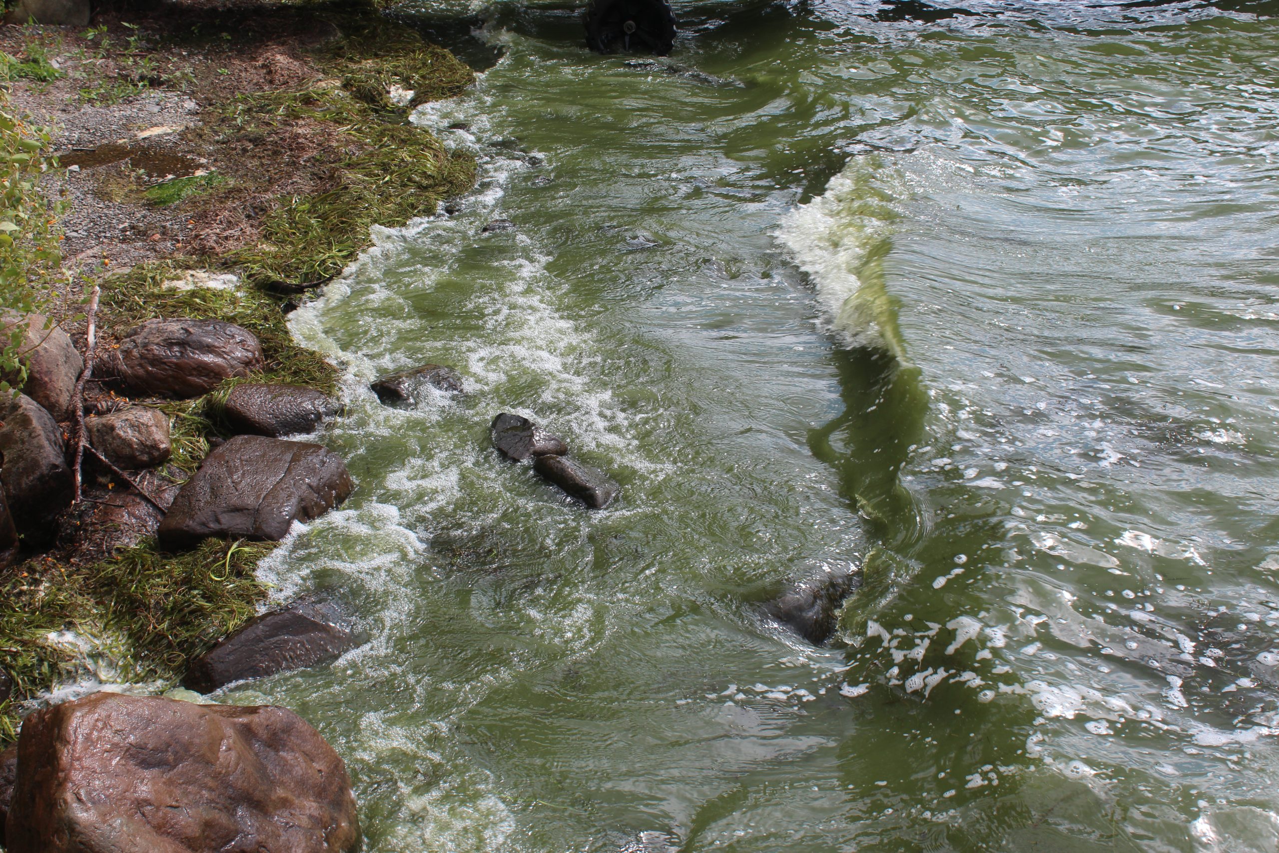 green water on Lake Carmi
