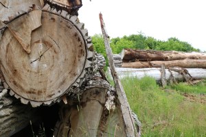 Stack of cottonwoods