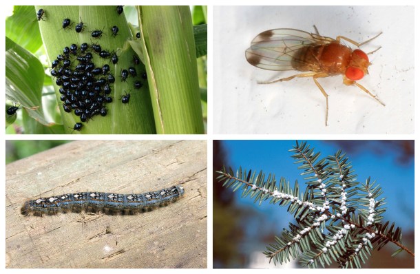 A few of the pests expected to spread or cause more problems due, at least in part, to climate change. Clockwise from top left: corn flea beetle, spotted wing drosophila, hemlock woolly adelgid, forest tent caterpillar. (Credits in same order: Derek Markham/Flickr, Judy Gallagher/Wikimedia, Greg Hume/Wikimedia, Michael Montgomery/USDA Forest Service)