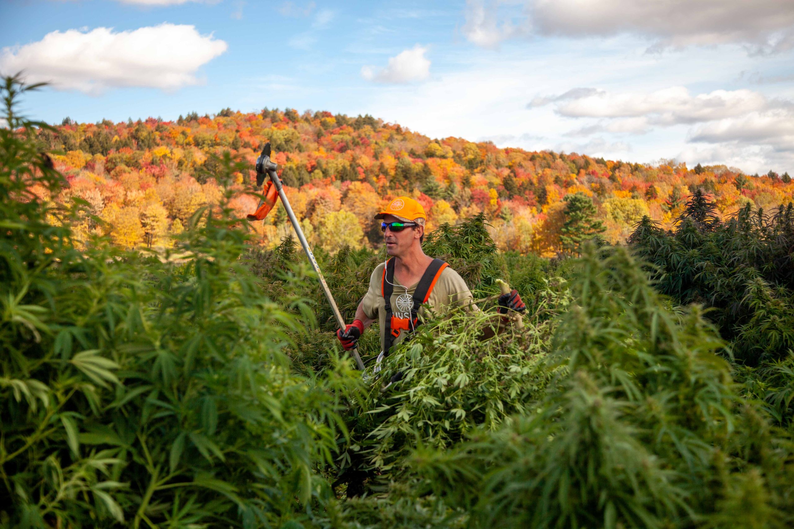 Chris Riskin cutting hemp