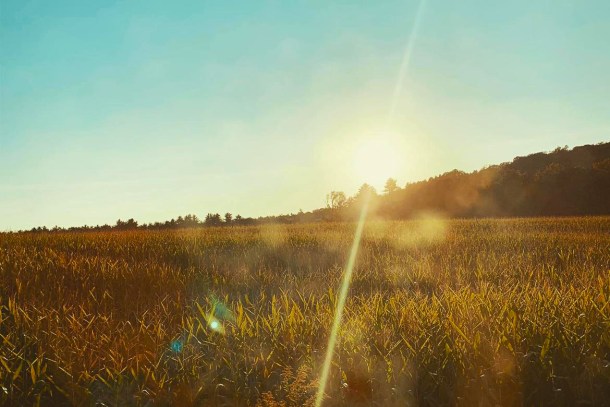 Sun setting behind a field of dried grass