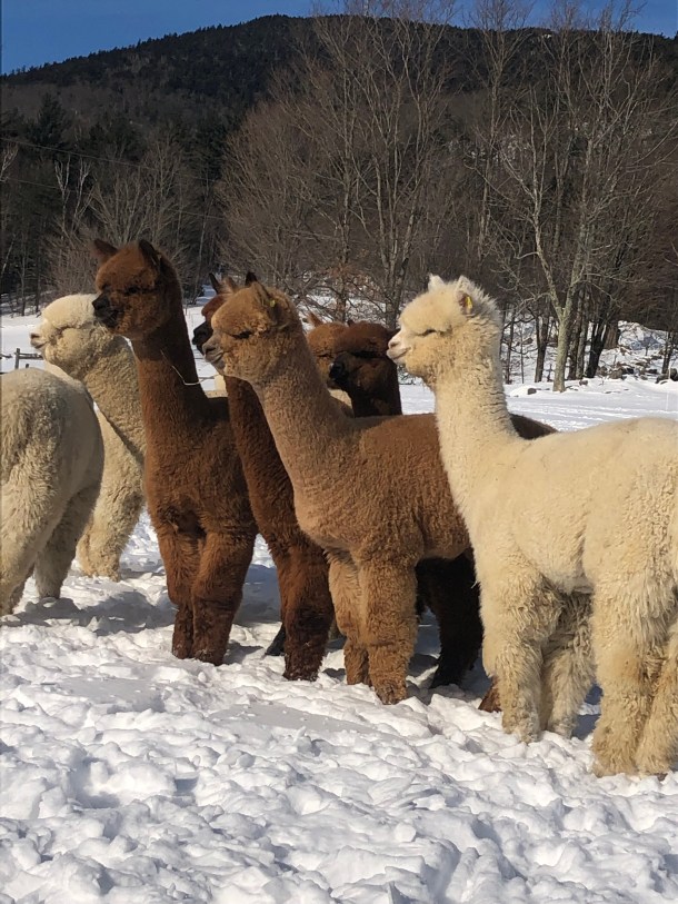 Cas-Cad-Nac alpaca