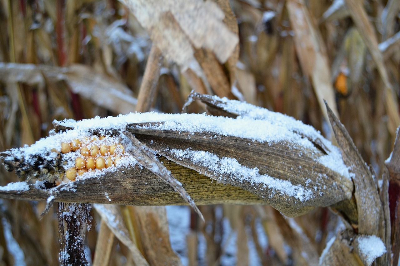 Corn